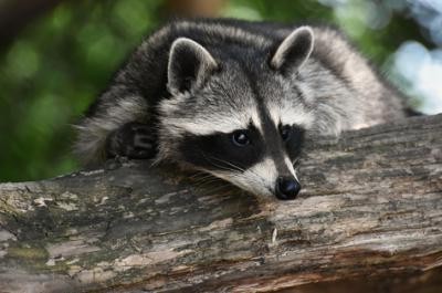 Waschbär
